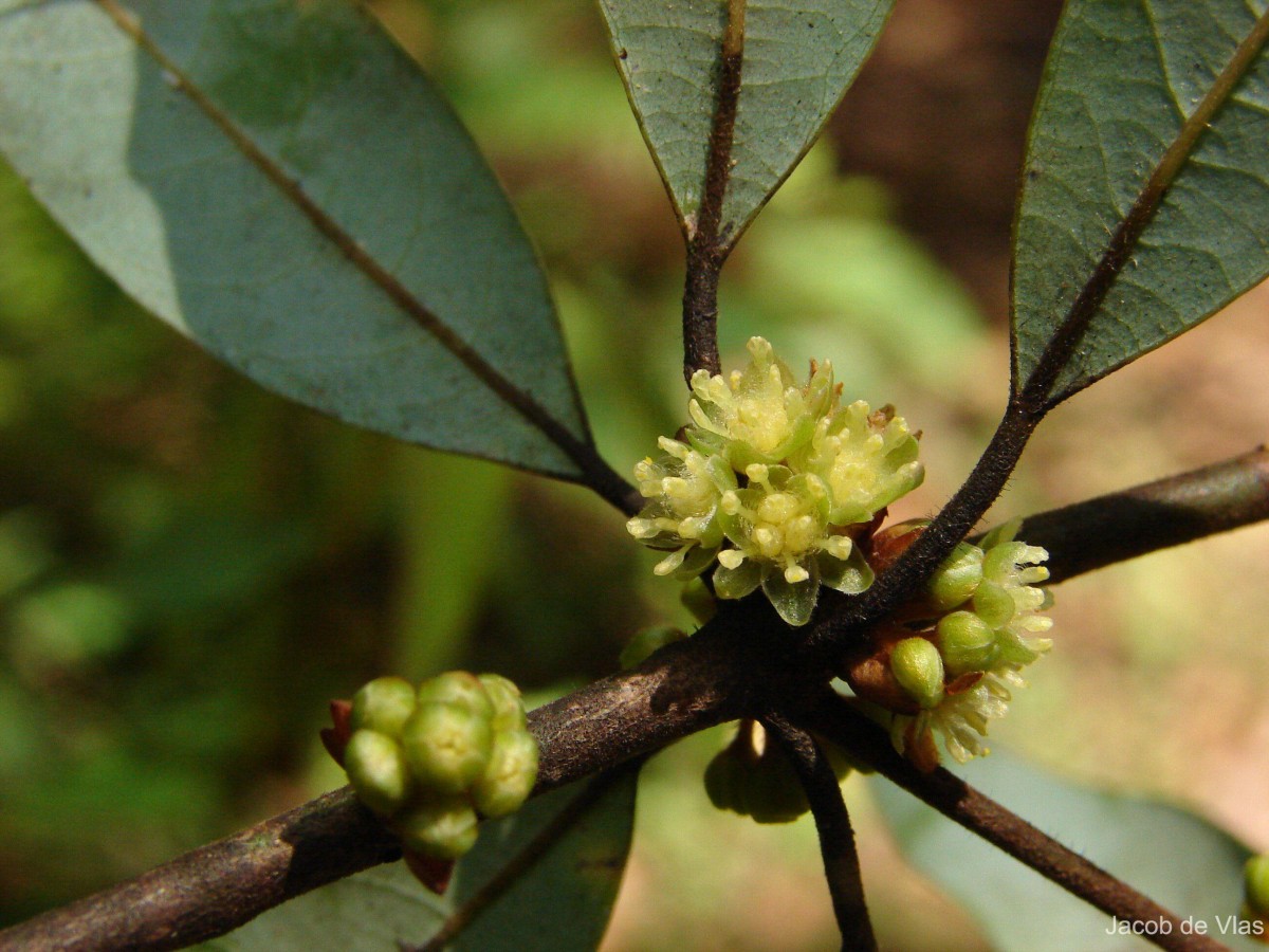 Actinodaphne elegans Thwaites